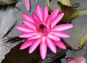 高清红色荷花图片下载